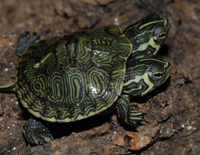 A Two-Headed Turtle offers Franchises Interesting Lessons on Marketing